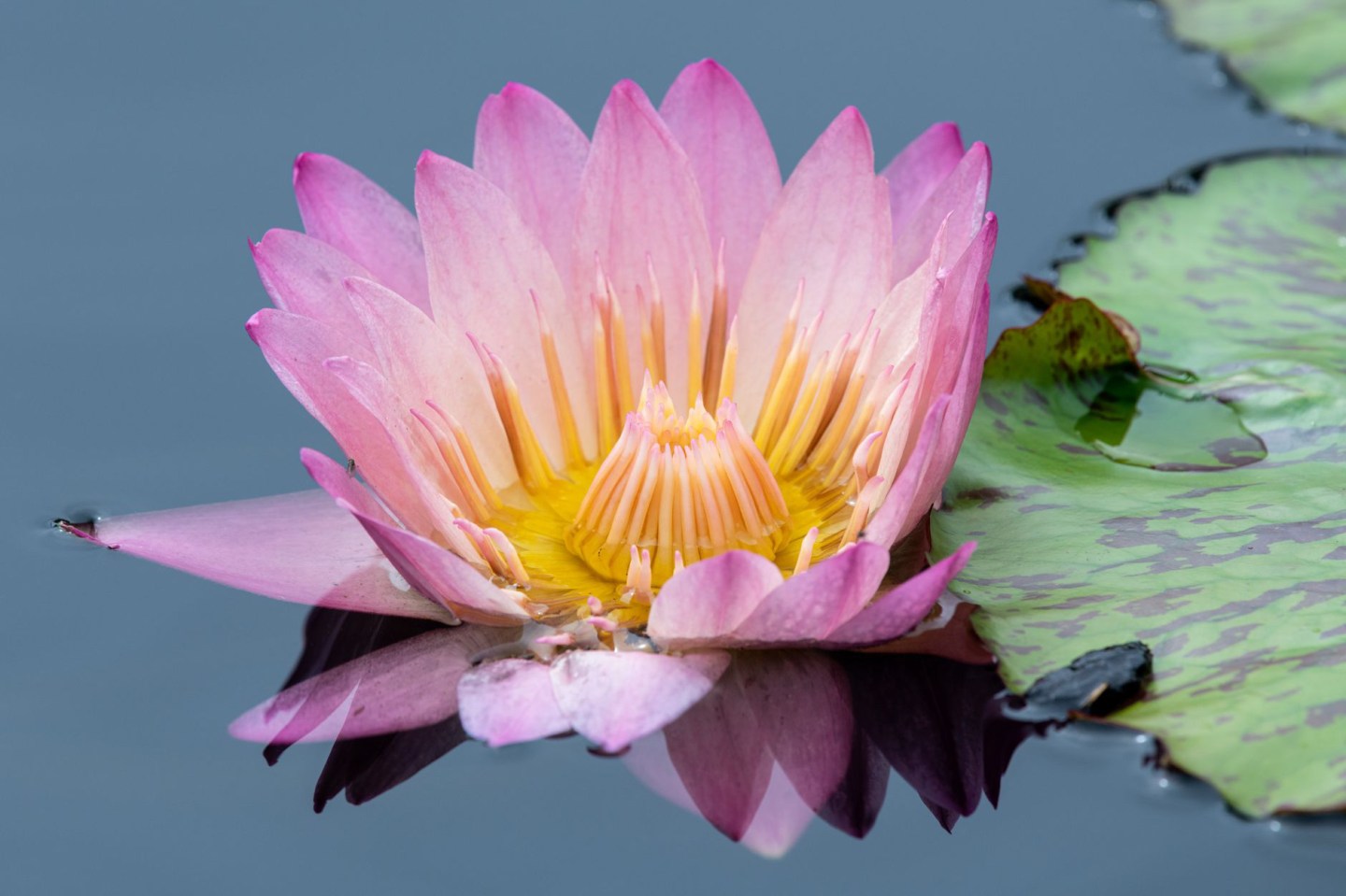 No Mud, No Lotus – Smitten With Goodness